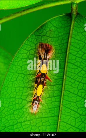 Blu Peleides morfo morfo comune o l'imperatore Butterfly (Morpho peleides limpida) farfalla Larva secondo instar di Panama Foto Stock