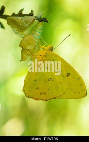 Il tenore di zolfo senza nuvole Butterfly, (Phoebis sennae), vista ventrale, Sud America al sud del Canada Foto Stock