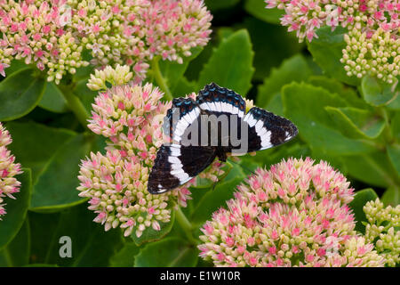 Ammiraglio bianco farfalla o Red-Spotted Purple Butterfly, (Limenitis arthemis) vista dorsale Foto Stock