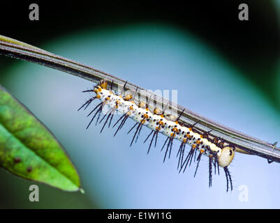 Zebra Longwing Butterfly larva (Heliconius charitonius), Costa Rica Foto Stock