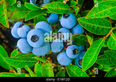 Mirtillo, Highbush mirtilli, (Vaccium corymbosum), Foto Stock