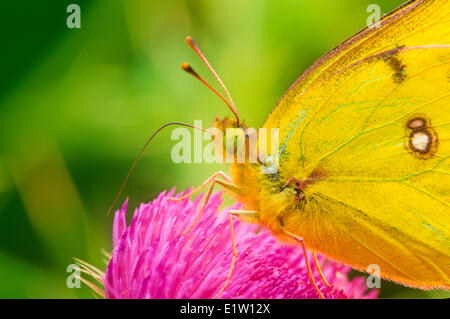 Arancione farfalla di zolfo, (Colias eurytheme) vista ventrale Foto Stock
