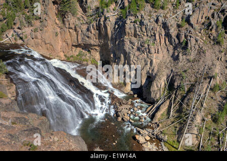 Gibbone cade, il Parco Nazionale di Yellowstone, Wyoming USA Foto Stock