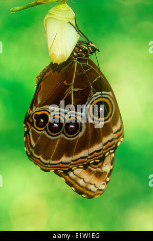 Blue Morpho Butterfly, (Morpho peleides limpida) emergente dalla pupa, vista ventrale, America Centrale Foto Stock