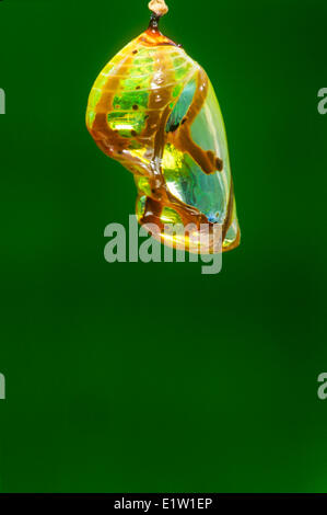 Il corvo comune Butterfly pupa, Euploea (core) Foto Stock