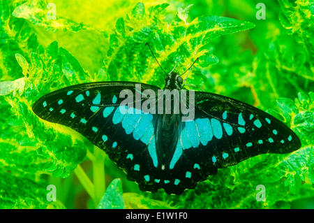 Blue Jay farfalla o comune bottiglia blu Butterfly, (Graphium evemon eventus), maschio, vista dorsale, Malaysia, Foto Stock