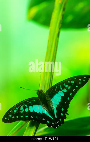 Blue Jay farfalla o comune bottiglia blu Butterfly, (Graphium evemon eventus), maschio, vista dorsale, Malaysia, Foto Stock