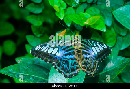 Clipper Blue Butterfly, (Parthenos sylvia lilacinus), vista dorsale, sud e sud-est asiatico Foto Stock