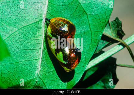 Il corvo comune Butterfly pupa, Euploea (core) Foto Stock