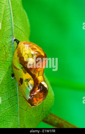 Il corvo comune Butterfly pupa, Euploea (core) Foto Stock