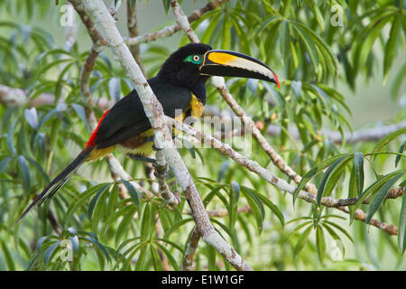 Molti-nastrare Aracari (Pteroglossus pluricinctus) appollaiato su un ramo in Ecuador. Foto Stock