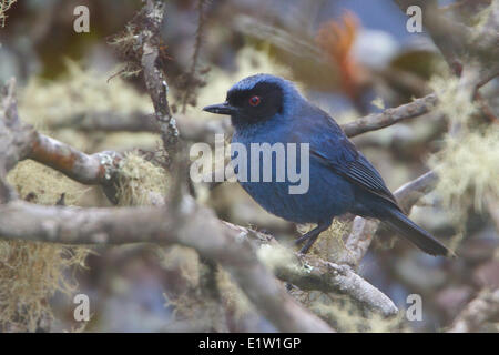 Flowerpiercer mascherato (Diglossopis cyanea) appollaiato su un ramo in Perù. Foto Stock