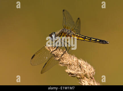 Blu (Dasher Pachydiplax longipennis) - Viadotto appartamenti, Saanich BC, Canada Foto Stock