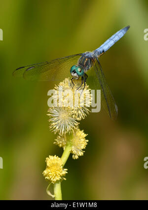 Blu (Dasher Pachydiplax longipennis) - Viadotto appartamenti, Saanich BC, Canada Foto Stock