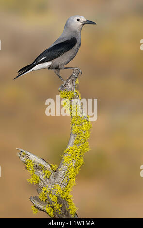 Clark schiaccianoci (Nucifraga columbiana) - Dechutes National Forest, Oregon Foto Stock