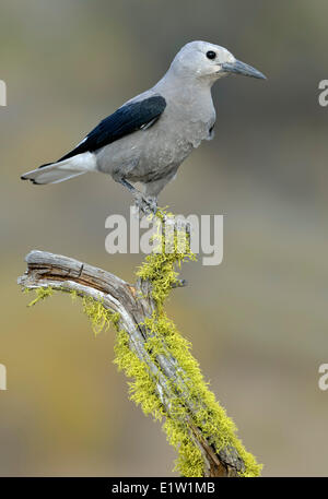 Clark schiaccianoci (Nucifraga columbiana) - Dechutes National Forest, Oregon Foto Stock