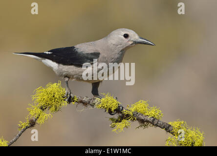 Clark schiaccianoci (Nucifraga columbiana) - Dechutes National Forest, Oregon Foto Stock