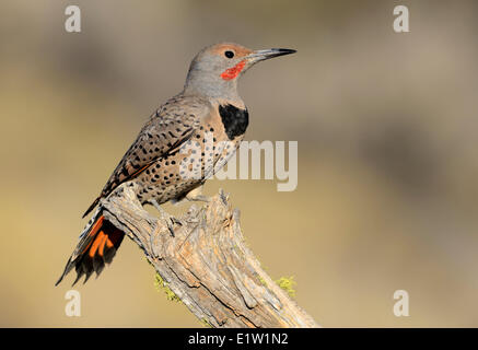 Lo sfarfallio del nord (Colaptes auratus) - Deschutes National Forest, Oregon Foto Stock