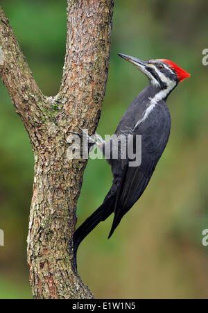 Picchio Pileated (Dryocopus pileatus) - Saanich BC, Canada Foto Stock