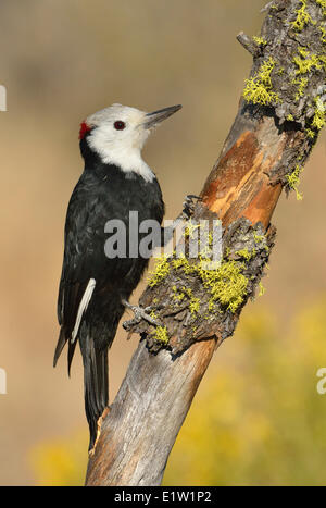 White-headed Woodpecker (Picoides albolarvatus) - Deschutes National Forest, Oregon Foto Stock