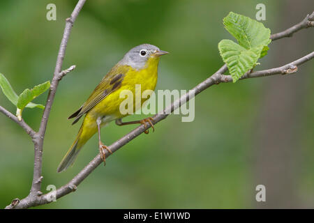 Nashville trillo (Vermivora ruficapilla) appollaiato su un ramo in Eastern Ontario, Canada. Foto Stock