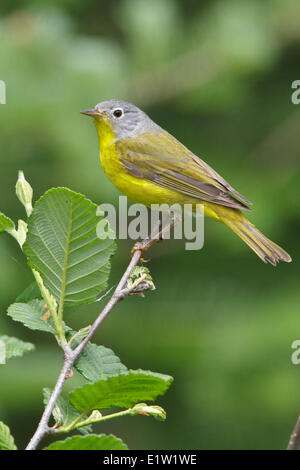 Nashville trillo (Vermivora ruficapilla) appollaiato su un ramo in Eastern Ontario, Canada. Foto Stock