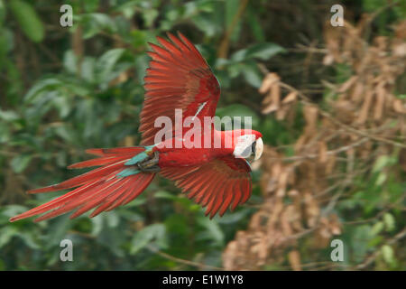 Rosso-verde Macaw (Ara chloroptera) battenti in Perù. Foto Stock