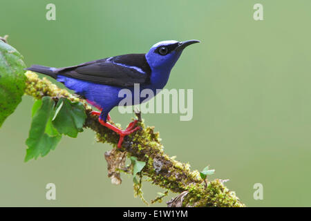 Red-gambe (Honeycreeper Cyanerpes cyaneus) appollaiato su un ramo in Costa Rica. Foto Stock