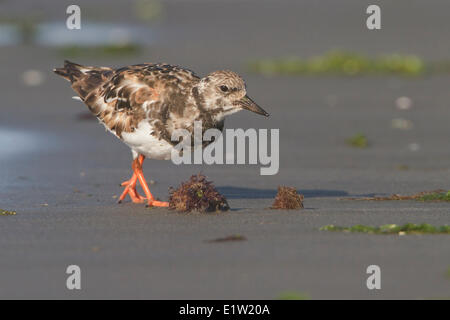 Voltapietre (Arenaria interpres) alimentazione lungo la linea costiera del Perù. Foto Stock