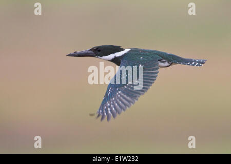 Amazon Kingfisher (Chloroceryle amazona) volare sopra una palude in Costa Rica. Foto Stock