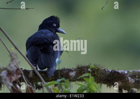 Umbrellabird amazzonica (Cephalopterus ornatus) appollaiato su un ramo in Perù. Foto Stock