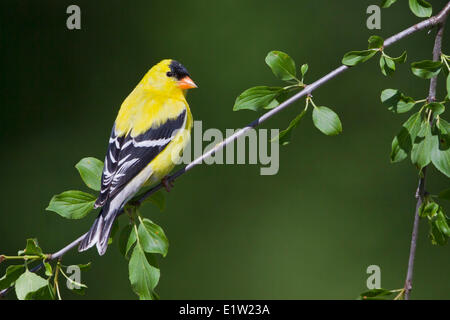 American cardellino, Carduelis tristis, appollaiato su un ramo in Eastern Ontario, Canada. Foto Stock
