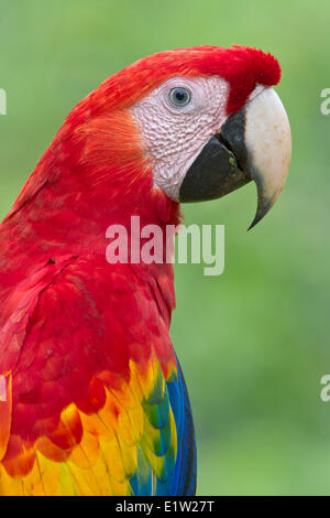 Scarlet Macaw (Ara macao) appollaiato su un ramo in Costa Rica. Foto Stock