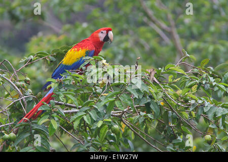 Scarlet Macaw (Ara macao) appollaiato su un ramo in Costa Rica. Foto Stock