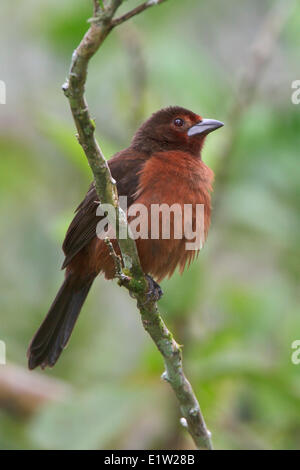 Argento-fatturati Tanager (Ramphocelus carbo) appollaiato su un ramo in Perù. Foto Stock