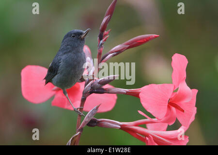 Slaty Flowerpiercer (Diglossa plumbea) alimentazione su un fiore in Costa Rica. Foto Stock