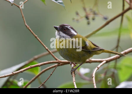 Fuligginosa-capped Bush Tanager (Chlorospingus pileatus) appollaiato su un ramo in Costa Rica. Foto Stock