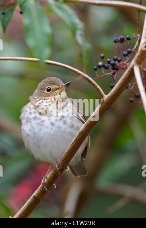 Swainson Il Tordo (Catharus ustulatus) appollaiato su un ramo in Costa Rica. Foto Stock