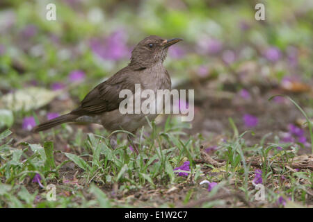 Nero-fatturati i tordi (Turdus ignobilis) appollaiato sul terreno in Perù. Foto Stock