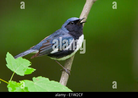 Nero-throated Blue trillo (Dendroica caerulescens) appollaiato su un ramo in Eastern Ontario, Canada. Foto Stock