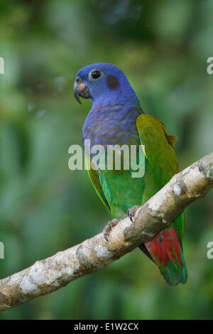 A testa azzurra Parrot (Pionus menstruus) appollaiato su un ramo in Perù. Foto Stock