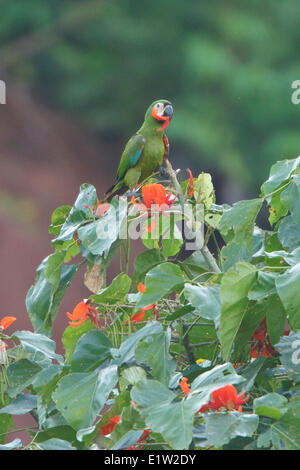 Castagne e fronteggiata Macaw (Ara severa) appollaiato su un ramo in Perù. Foto Stock