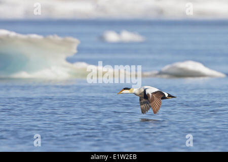 Eider comune (Somateria mollissima) volare al di sopra della Baia di Hudson in Manitoba, Canada. Foto Stock