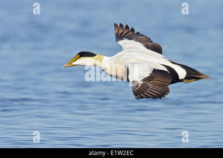 Eider comune (Somateria mollissima) volare al di sopra della Baia di Hudson in Manitoba, Canada. Foto Stock