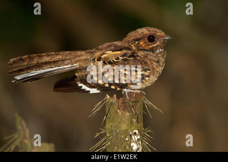 Comune (Pauraque Nyctidromus albicollis) appollaiato su un ramo in Ecuador. Foto Stock