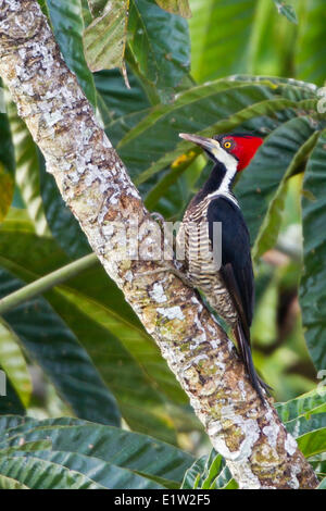 Crimson-crested picchio rosso maggiore (Campephilus melanoleucos) appollaiato su un ramo in Ecuador. Foto Stock