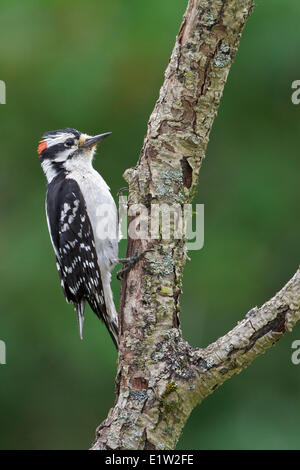 Picchio roverella (Picoides pubescens) appollaiato su un ramo in Eastern Ontario, Canada. Foto Stock