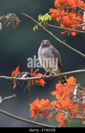 Falco variabile (Buteo polyosoma) appollaiato su un ramo in Perù.