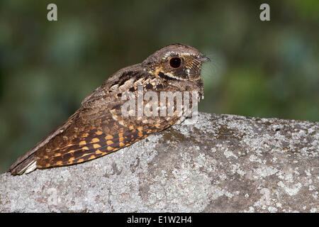 Whip-cattiva volontà (Caprimulgus vociferus) arroccata su una roccia in Eastern Ontario, Canada. Foto Stock