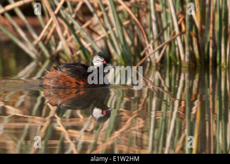 Bianco-tufted Grebe (Rollandia rolland) in una zona umida in Perù. Foto Stock